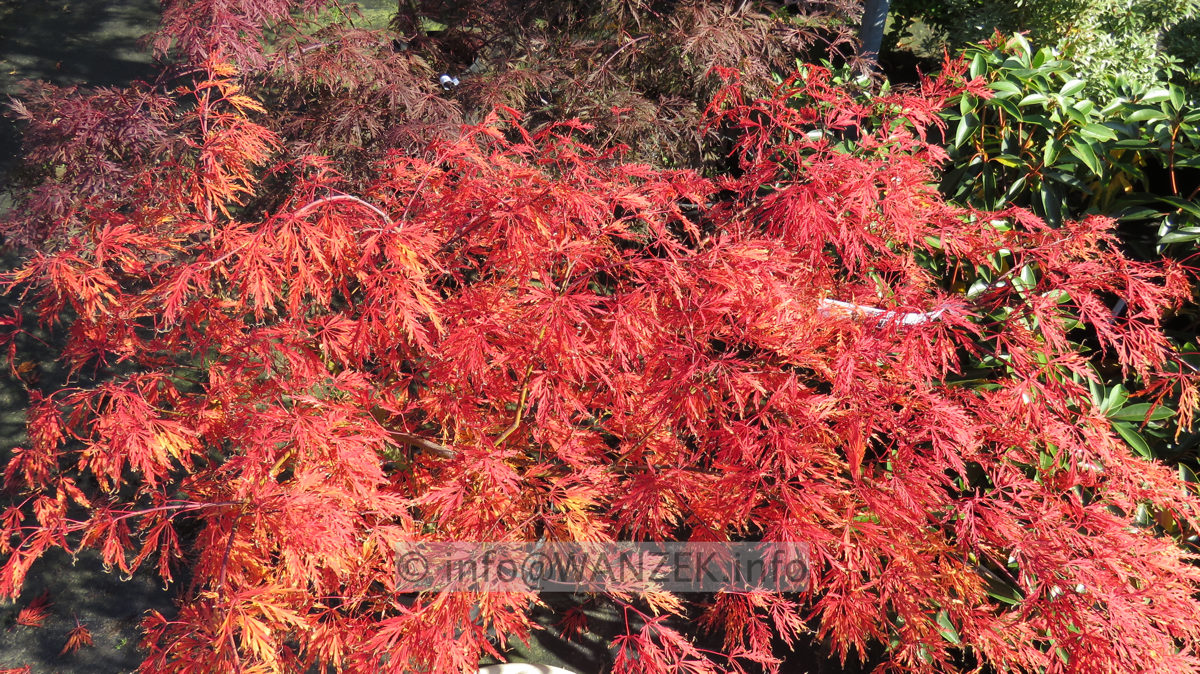 Acer palmatum Dissectum - zwei Sorten in Herbstfaerbung.JPG